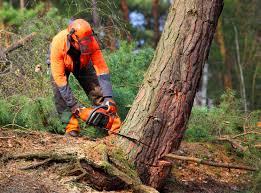 Soil Testing and Treatment in Double Springs, AL