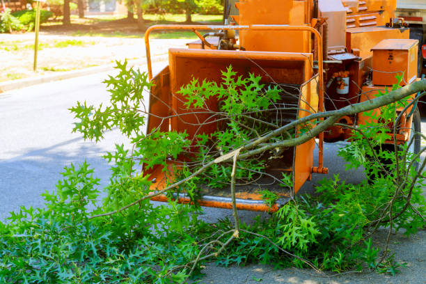 Lawn Renovation and Restoration in Double Springs, AL