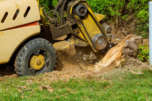 How Our Tree Care Process Works  in  Double Springs, AL
