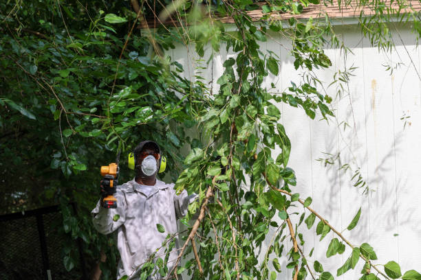 Best Tree and Shrub Care  in Double Springs, AL