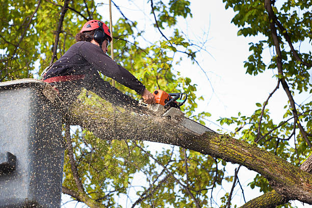 Professional Tree Services in Double Springs, AL